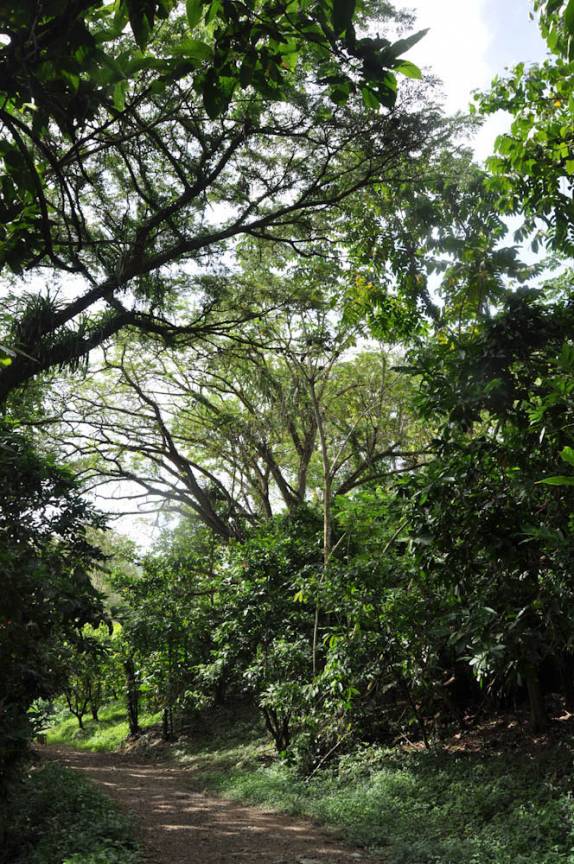 Trilha para a cachoeira Argyle, a maior de Tobago, próximo à Speyside
